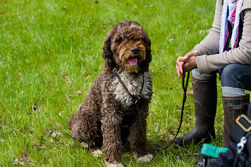 Französischer Wasserhund Irma sitzt lächelnd vor ihrem Frauchen