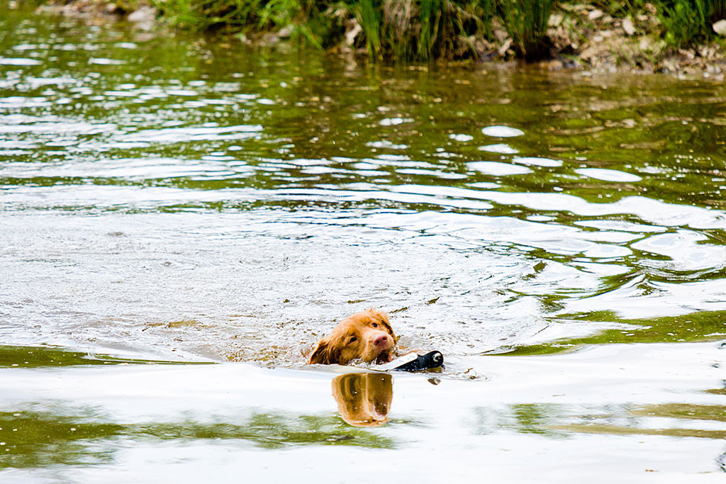 Edison macht das Maul auf, um sich den Dummy zu schnappen