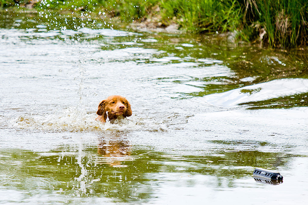 Edison schwimmt zum Dummy, der einige Meter vor ihm im Wasser treibt
