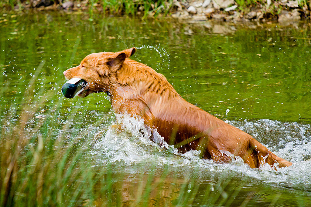 Edison mit Dummy im Fang kurz vor dem Ausstieg aus dem Wasser