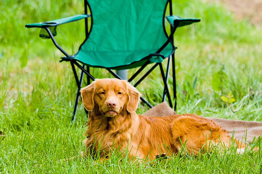 Edison liegt entspannt auf seiner Decke und wartet bis er an der Reihe ist