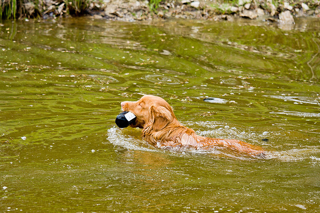 Edison paddelt mit dem Dummy im Fang zurück