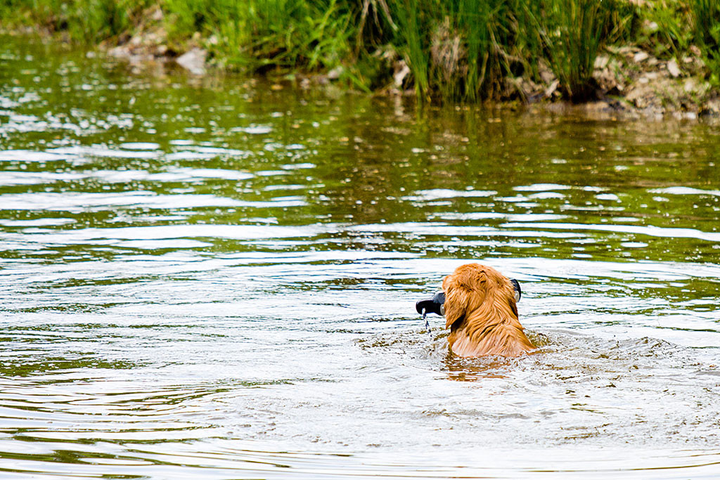 Edison mit dem Dummy im Fang auf dem Rückweg