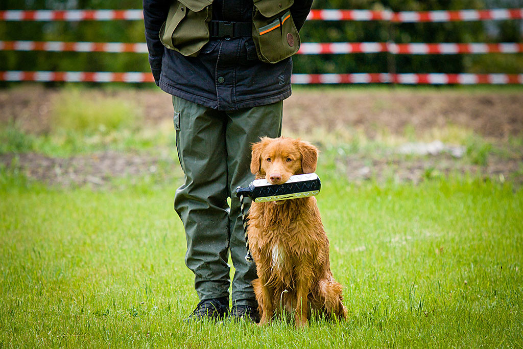 Edison sitzt neben Stephan mit dem Dummy im Fang bereit zur Abgabe