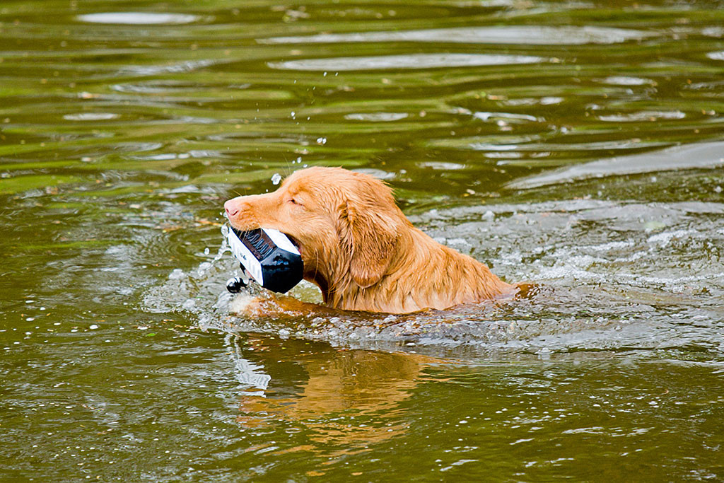 Edison schwimmt mit dem Dummy im Fang zurück