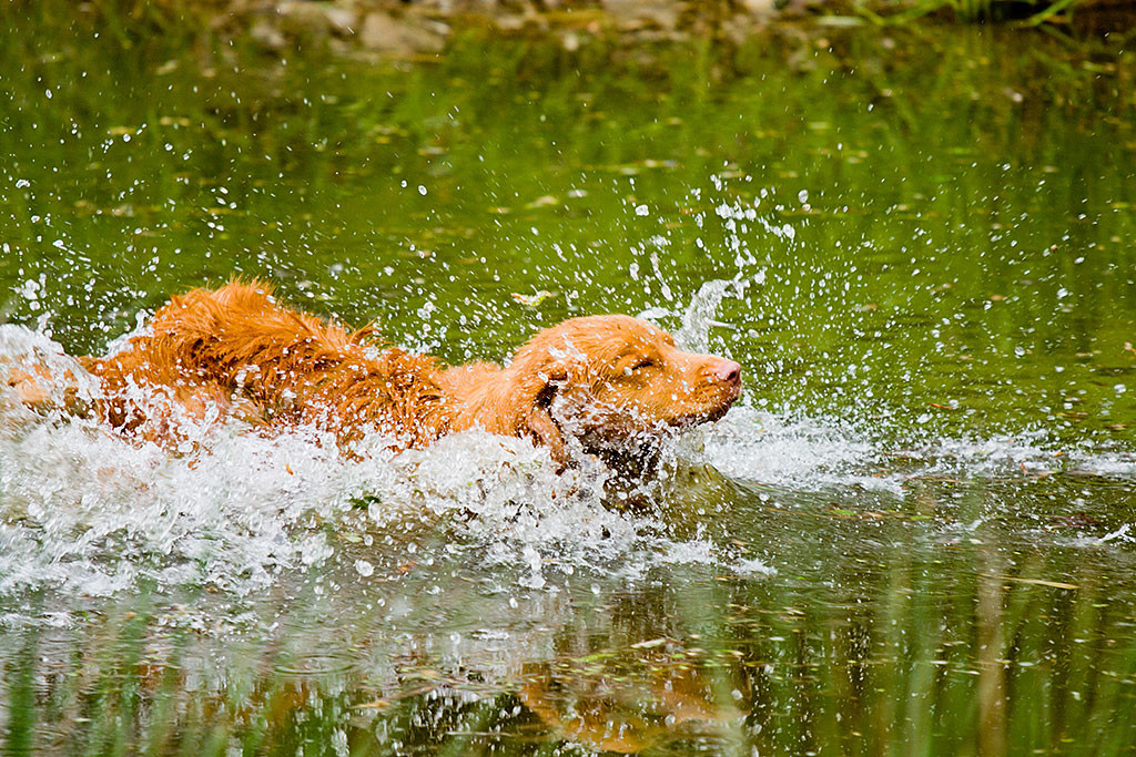 Edison beim Einstieg ins Wasser