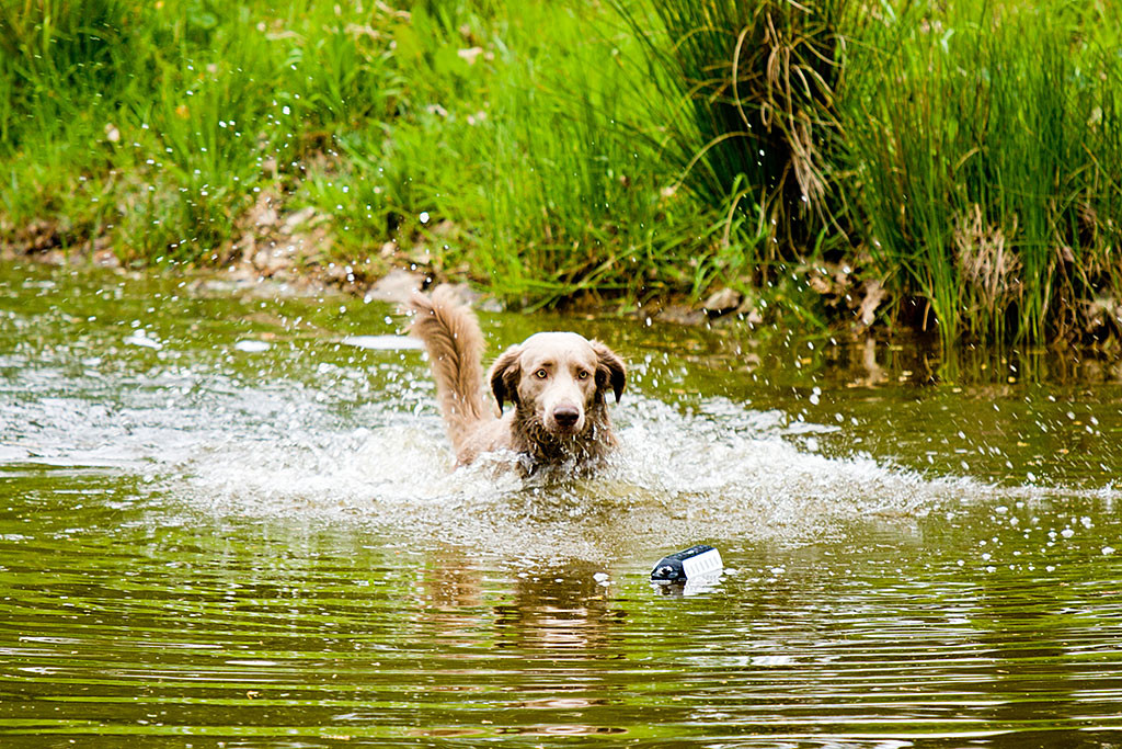Langhaar Weimaraner Sam schwimmt zum Dummy