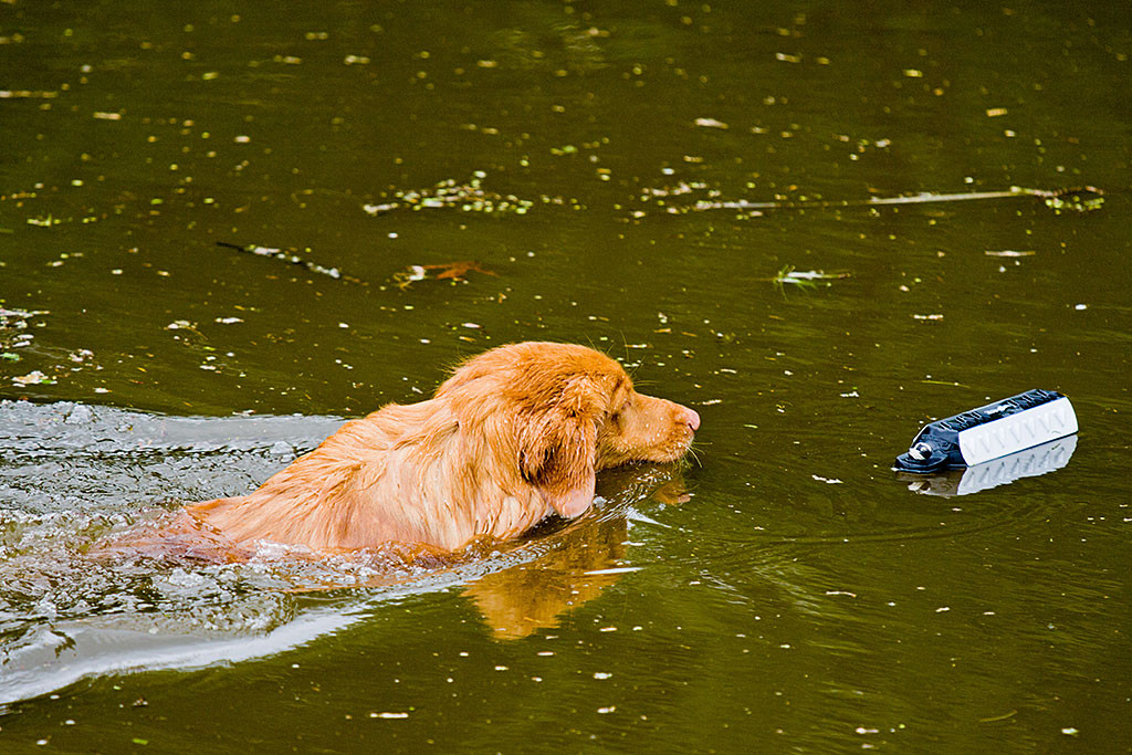 Edison kurz vor dem schwimmenden Dummy