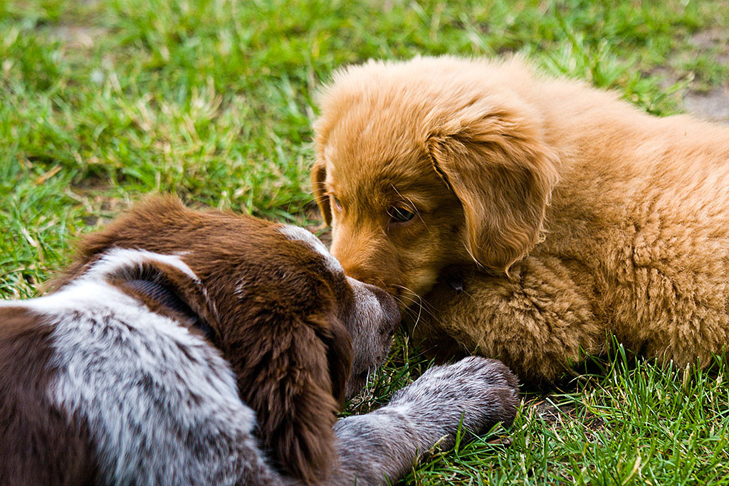 Edison Nase an Nase mit Deutsch Langhaar Elvis