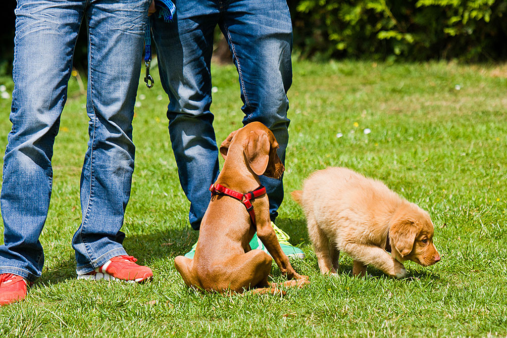 Toller Edison mit Magyar Vizsla Hündin Lille