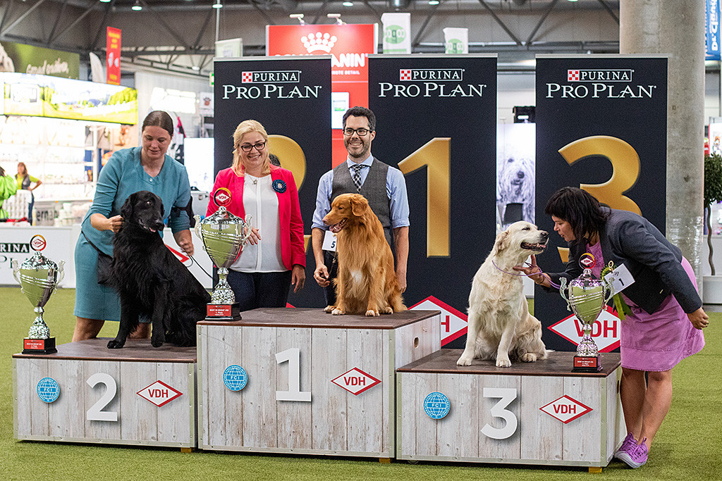 Edison sitzt auf dem Gewinnerpodest auf Platz 1 neben dem Flat Coated und dem Golden Retriever