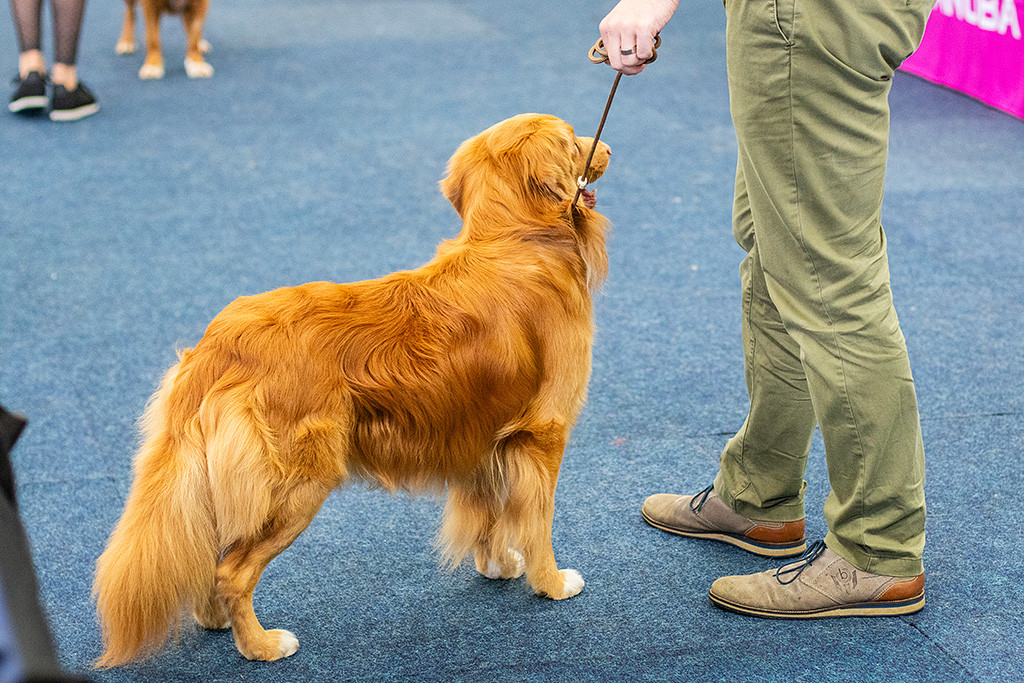 Newton steht an Stephans Seite und wartet auf die Beurteilung der anderen Toller