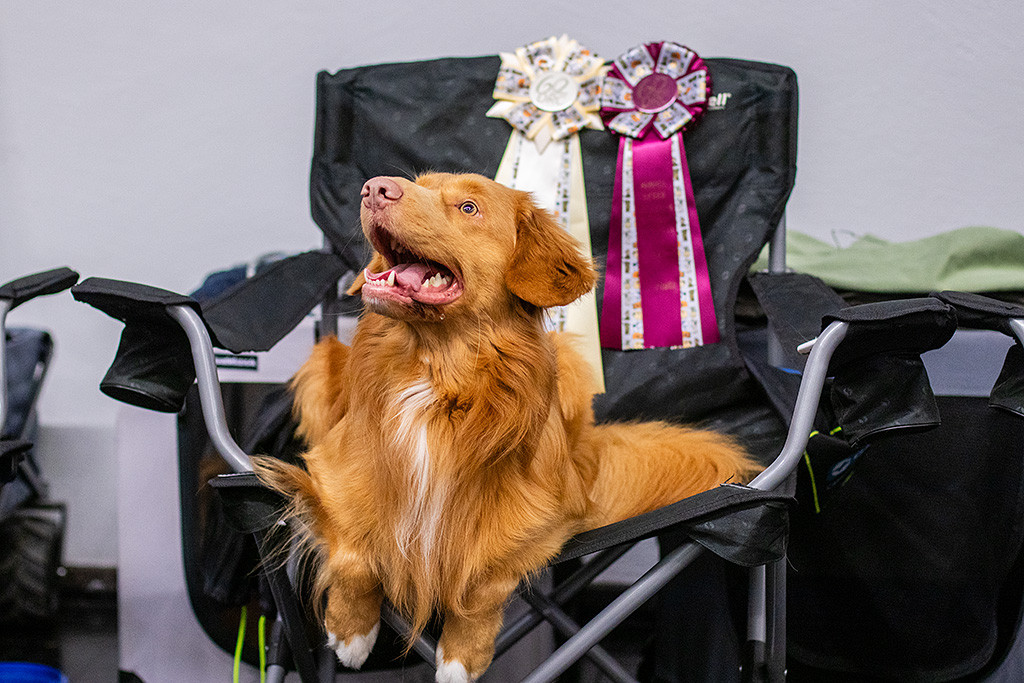 Newton liegt freudestrahlend im Stuhl, an dem zwei Schleifen hängen