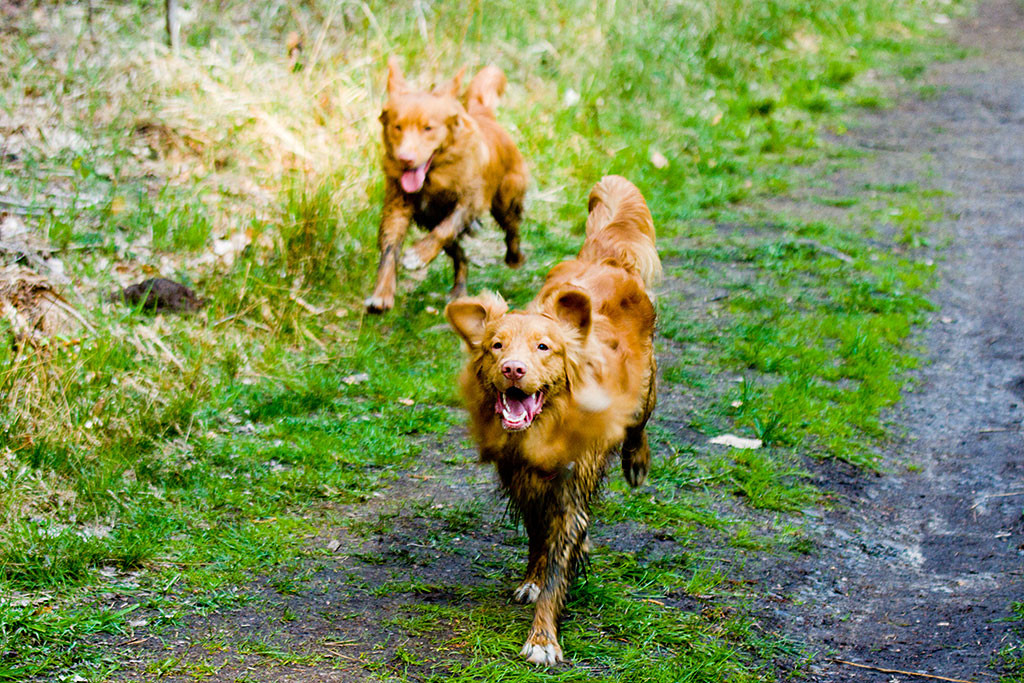 Edison und Etu rennen um die Wette
