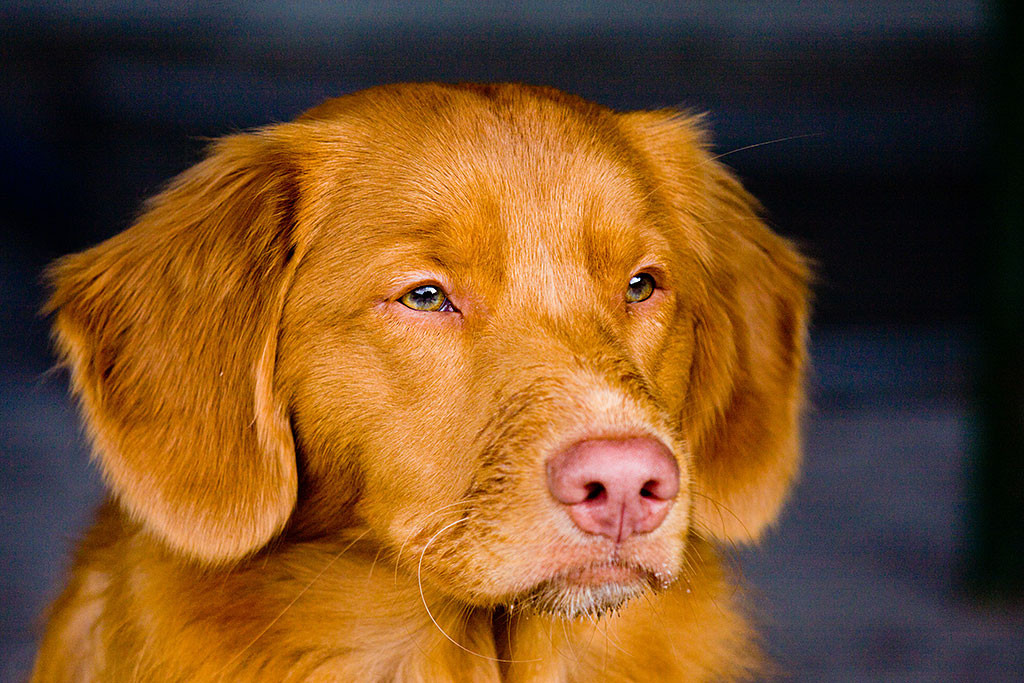 Edison schaut mit seinen bernsteinfarbenen Augen in die Ferne