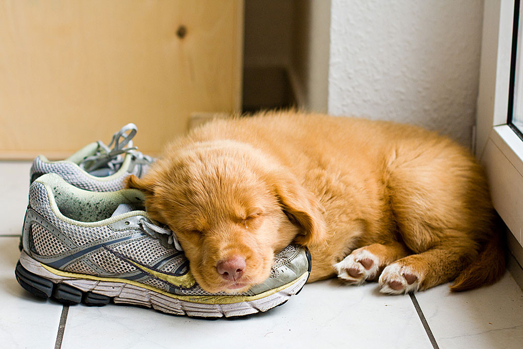 Edison schläft mit deinem Kopf auf ein Paar Turnschuhen