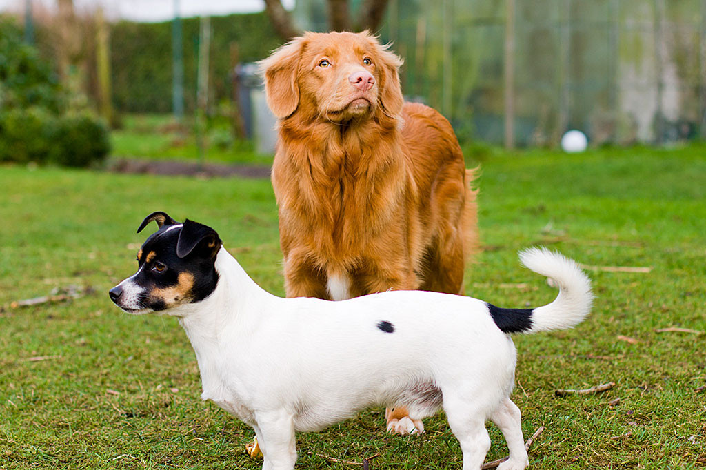 Edison und Oreo stehen zusammen im Garten