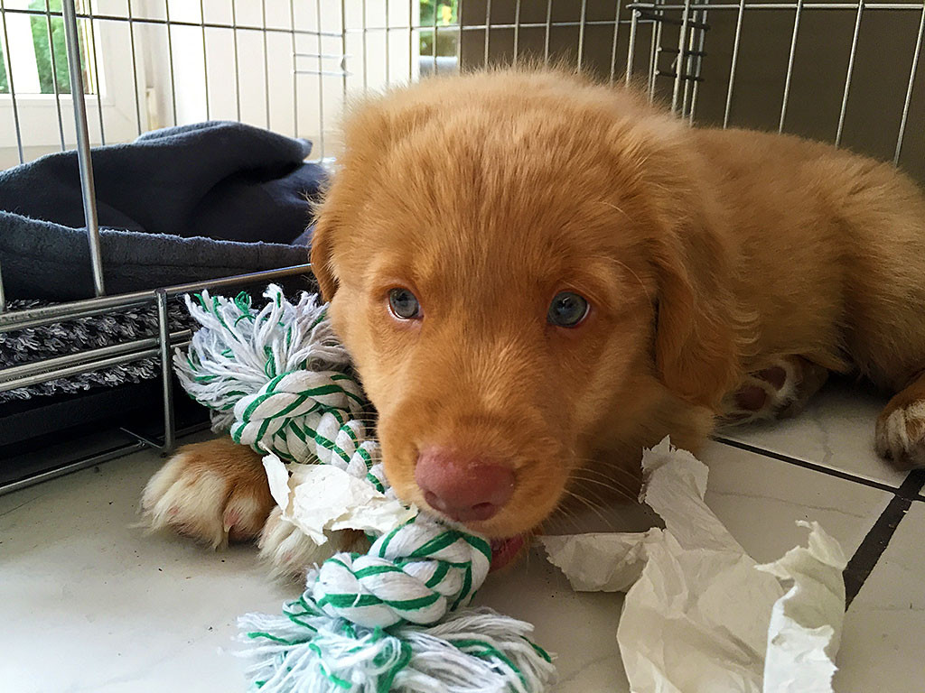 Edison liegt mit dem Kopf auf den Fliesen vor seiner Box, vor ihm zerrissenes Küchenpapier und ein Kauknochen