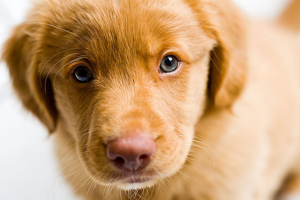 Edison schaut mit seinen blauen Augen direkt in die Kamera