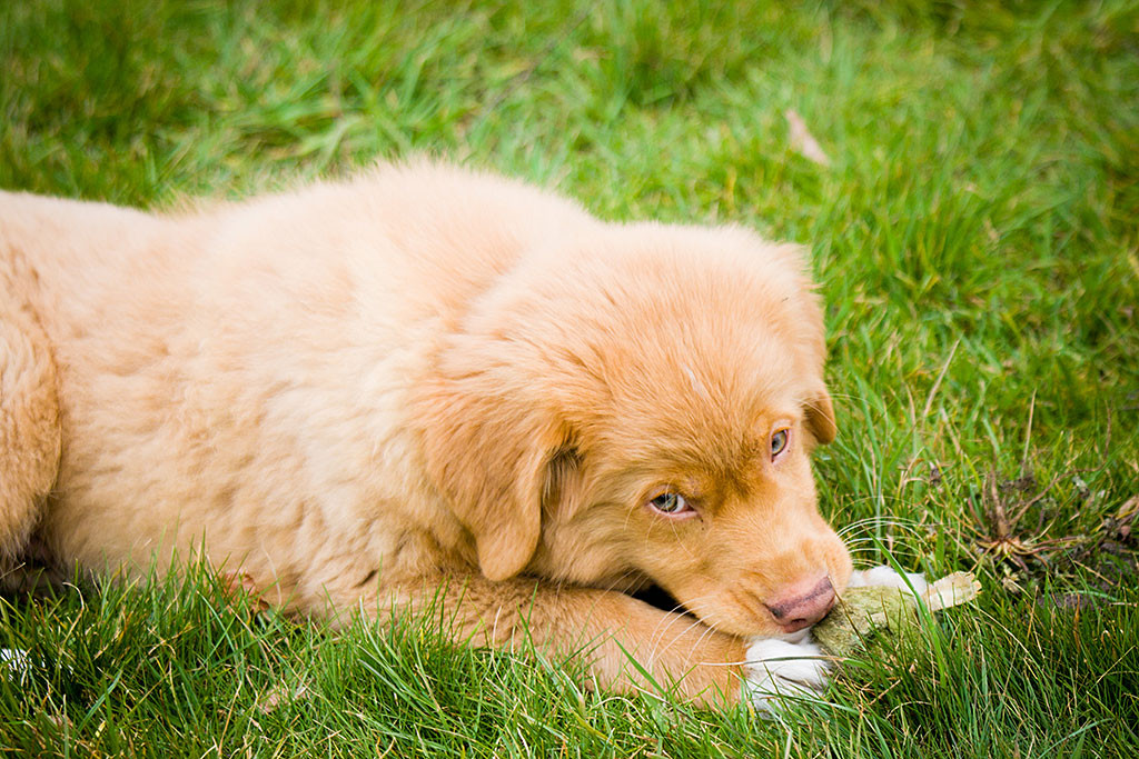 Baer liegt auf dem Rasen und knabbert an einem alten Tennisball