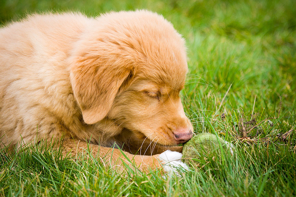 Baer liegt auf dem Rasen und scheint eingenickt zu sein, vor ihm/ihr liegt ein Tennisball zwischen den Vorderpfoten
