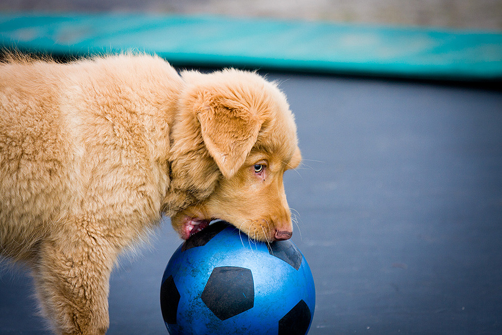 Kees versucht einen übergroßen Ball in den Fang zu nehmen