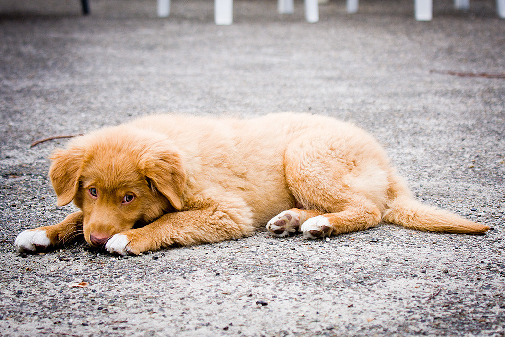 Lit liegt auf dem Asphalt und schaut unschuldig in die Kamera