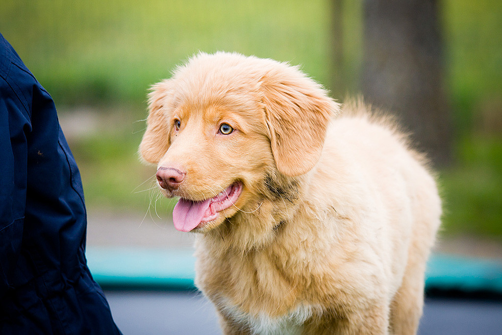 Kees in Nahaufnahme während ihm seine Zunge aus dem Fang hängt