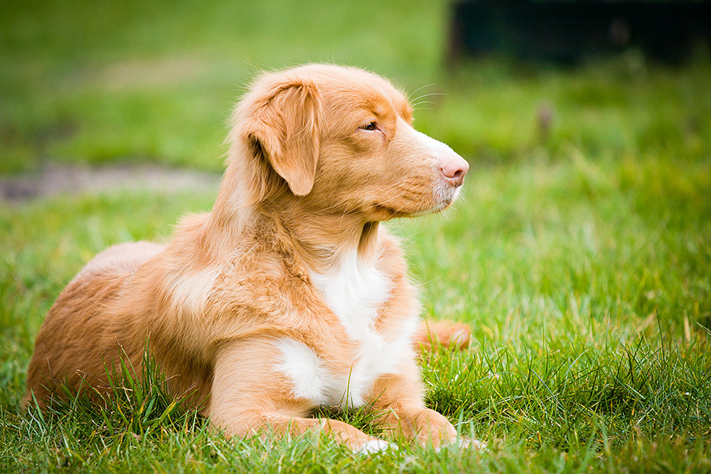 Gwenny liegt stolz schauend auf dem Rasen