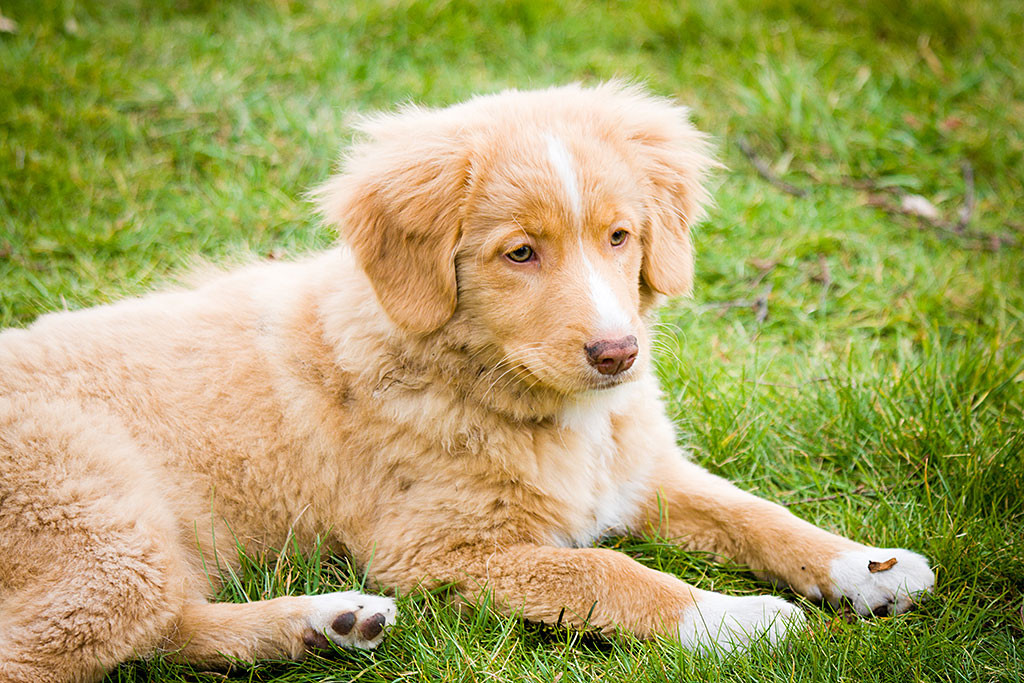Keet liegt auf dem Rasen