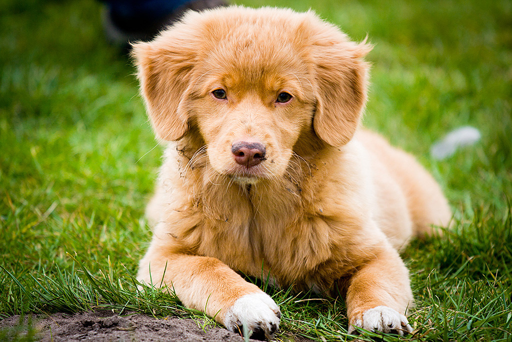 Lit liegt auf dem Rasen und schaut ernst in die Kamera
