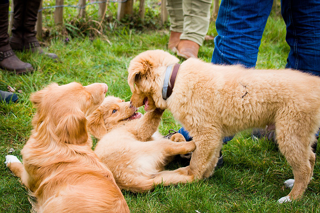 Baer spielt mit Lit, beide grinsen schelmisch, während Suzy daneben liegt