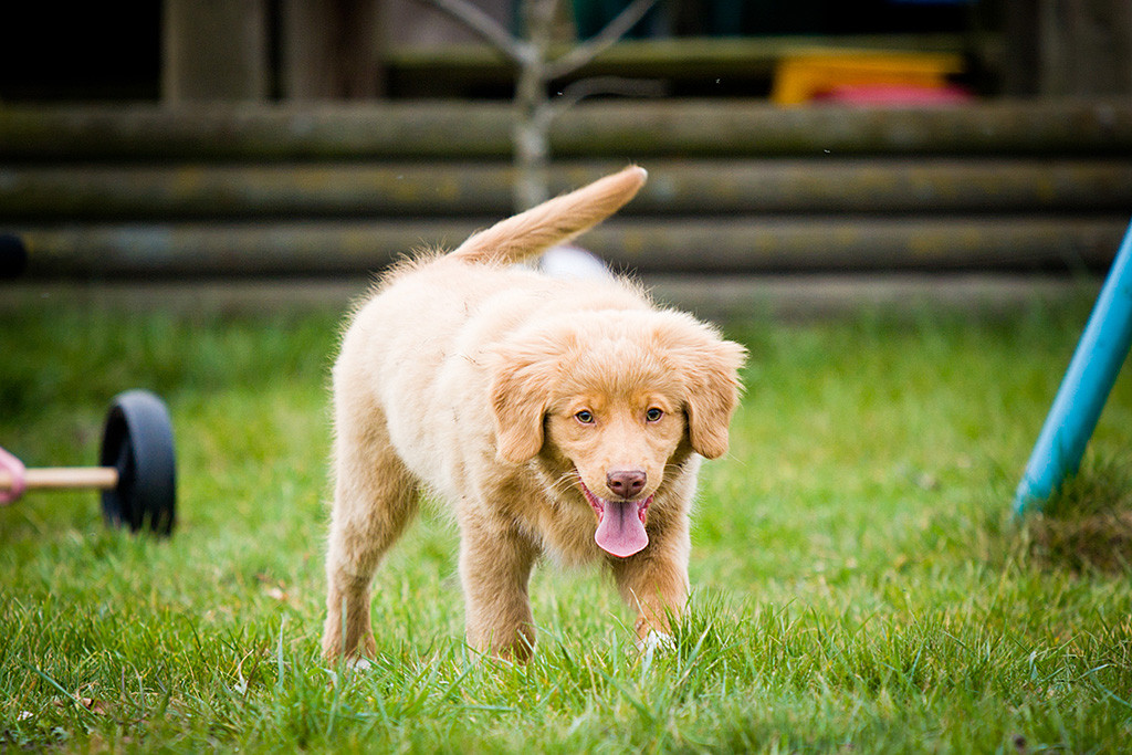 Chap läuft mit heraushängender Zunge auf dem Rasen