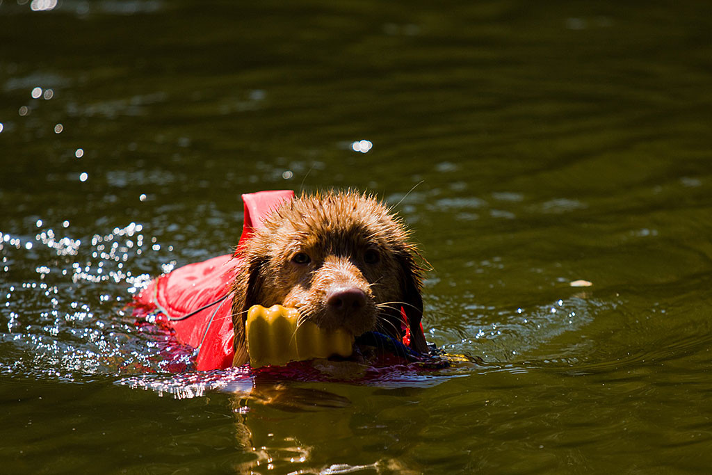 Edison schwimmend mit seinem Wasserspielzeug im Maul