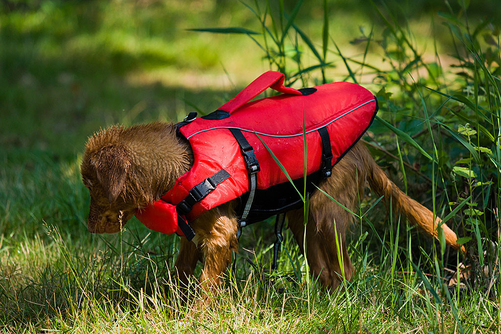 Edison hat sich gerade an Land geschüttelt