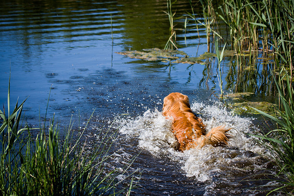 Edison springt ins Wasser
