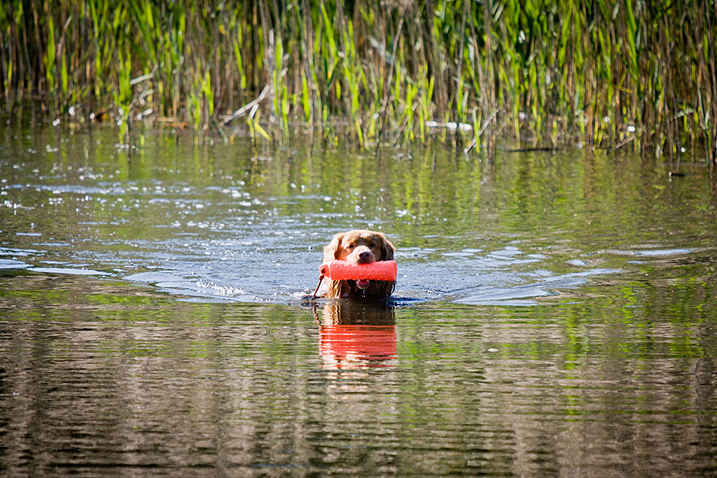 Edison schwimmt mit einem Dummy im Fang zurück