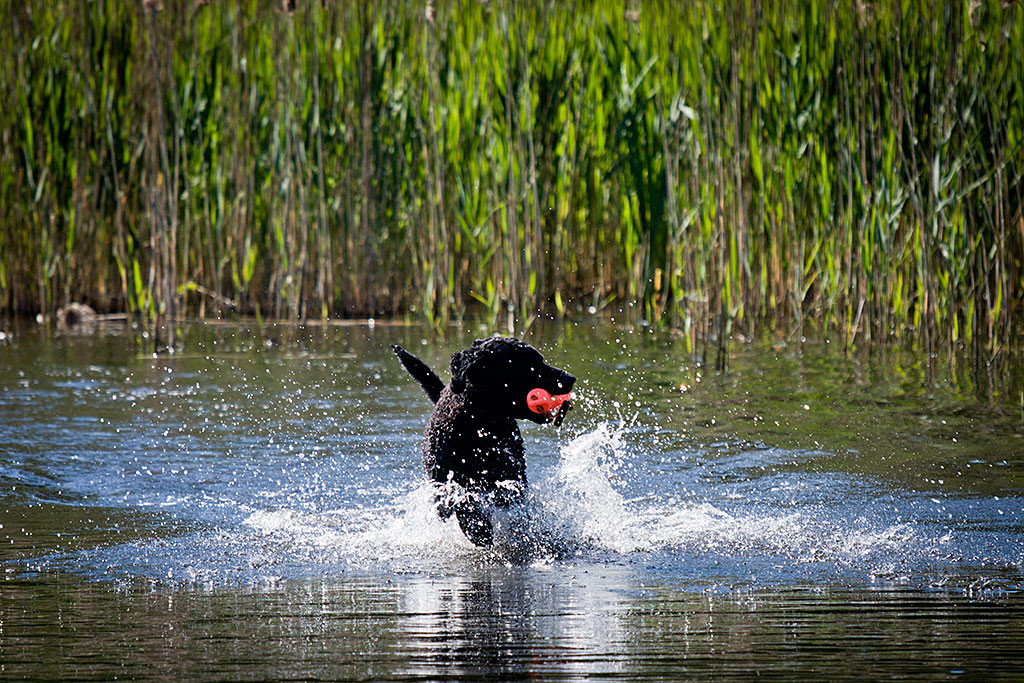 Samu sprintet mit dem Dummy im Fang durchs Wasser