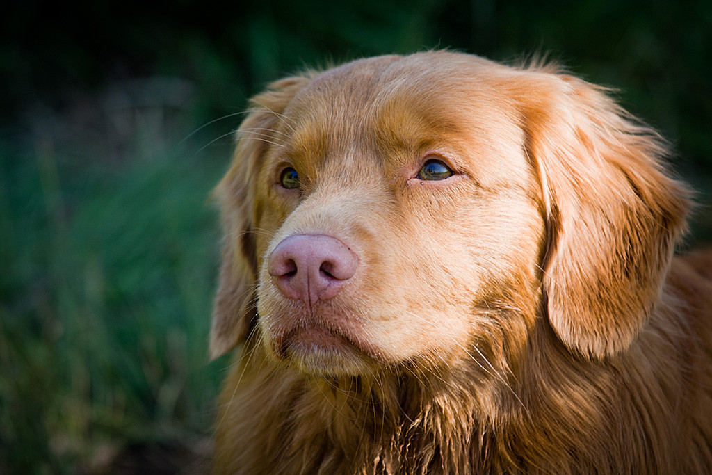 Edison schaut ein wenig müde in die Kamera