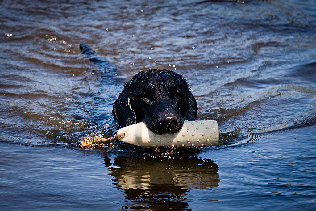 Samu schwimmt mit Dummy im Fang
