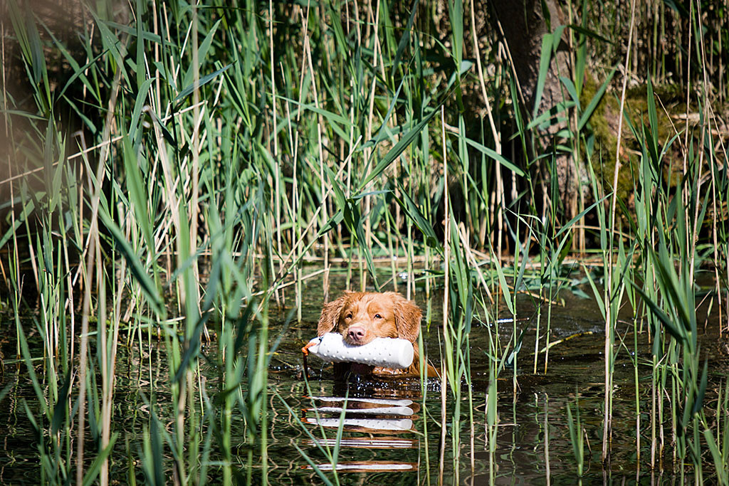 Edison schwimmt mit einem Dummy im Fang zurück zu Stephan