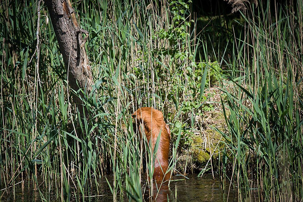 Edison geht am Ufer auf der anderen Seite des See aus dem Wasser