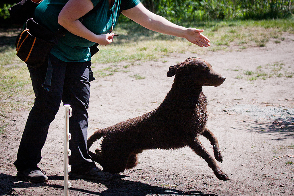 Curly Coated Retriever »Leo« sprintet an der Seite von Anja los