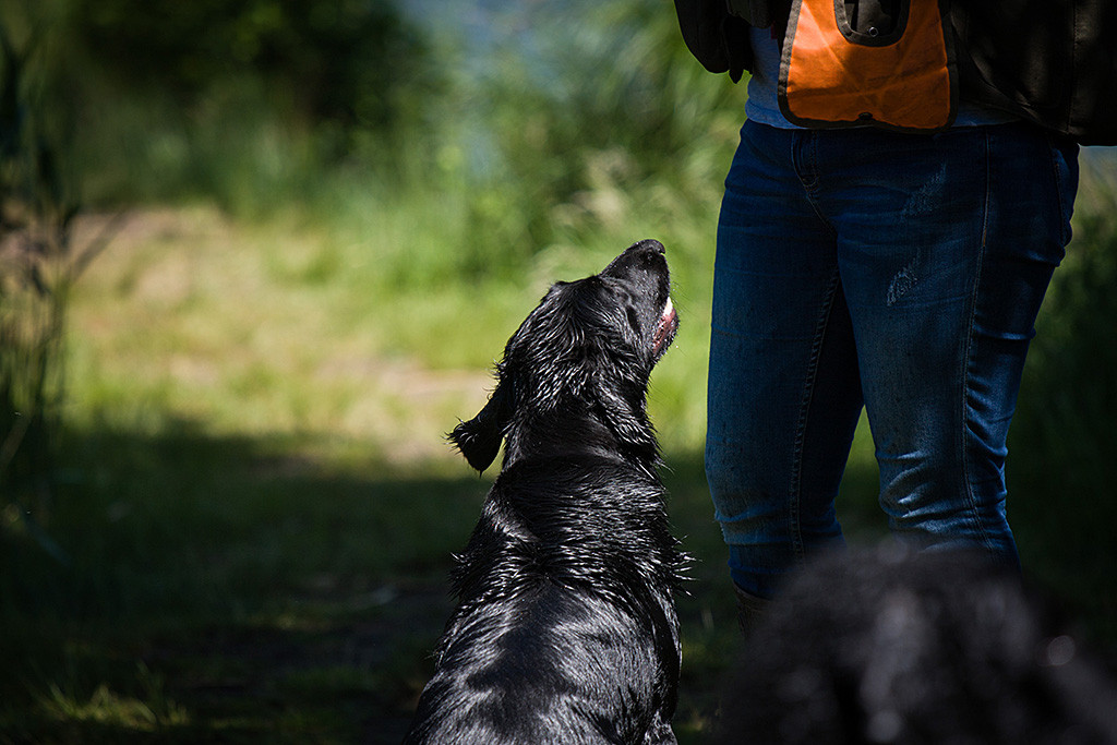 Flat Coated Retriever »Ivy« himmelt Besitzerin Kim an