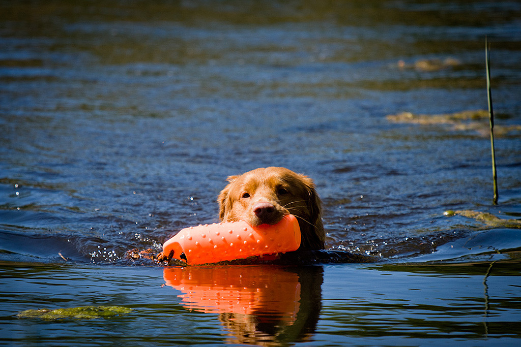 Edison schwimmt mit einem Dummy im Fang zurück
