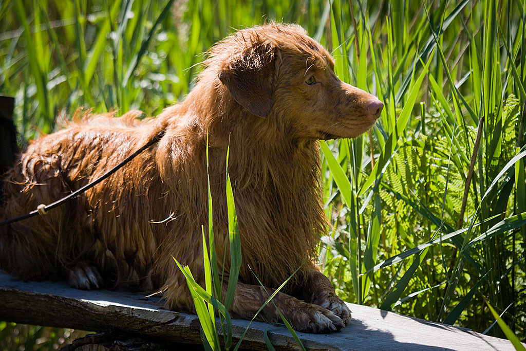 Edison liegt auf der Bank und schaut interessiert den anderen zu