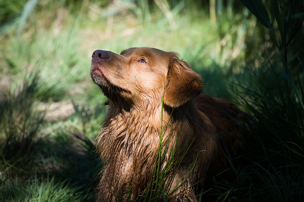 Edison liegt im Gras und schaut entspannt nach oben