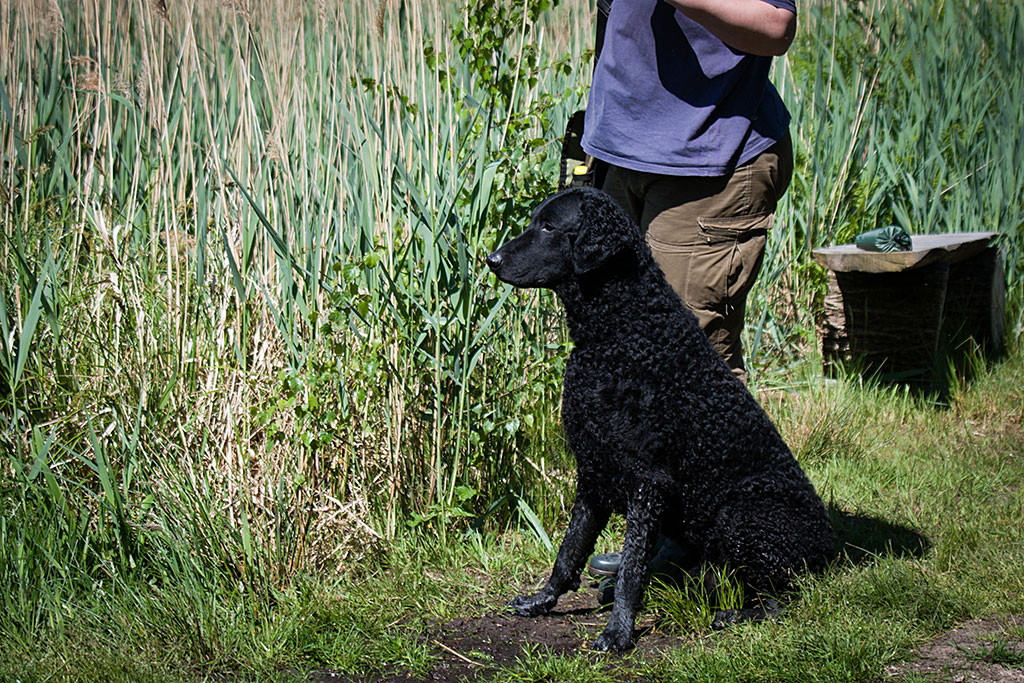 Curly Coated Retriever »Ianto« sitzt neben Grit kurz vor Beginn der Aufgabe