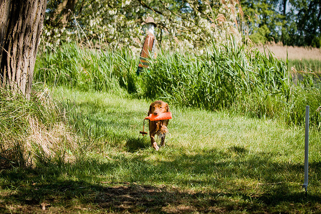 Edison läuft mit einem Dummy im Fang am Ufer entlang