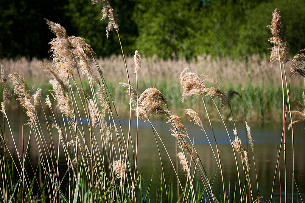 Gräser im Vordergrund, ein See und Schilf im Hintergrund